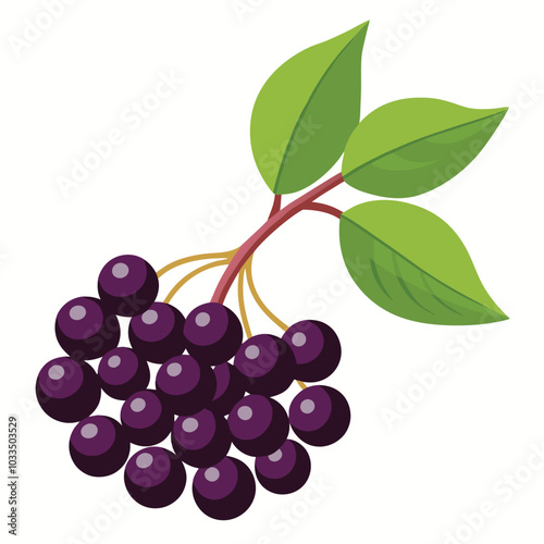 Juicy Elderberry vector illustration isolated on a white background