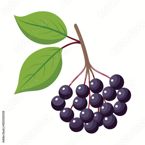 Juicy Elderberry vector illustration isolated on a white background