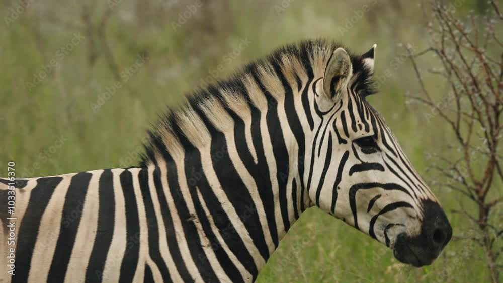 In the tall grasses of the African savannah, a zebra forages peacefully, its striking black-and-white stripes blending seamlessly into the lush landscape. In the tall grasses of the African savannah, a zebra forages peacefully, its striking black-and-white stripes blending seamlessly into the lush landscape.