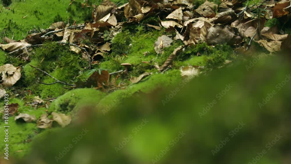 Brown Dry Leaves Over Green Grass Ground. Rack Focus Shot Brown Dry Leaves Over Green Grass Ground. Rack Focus Shot