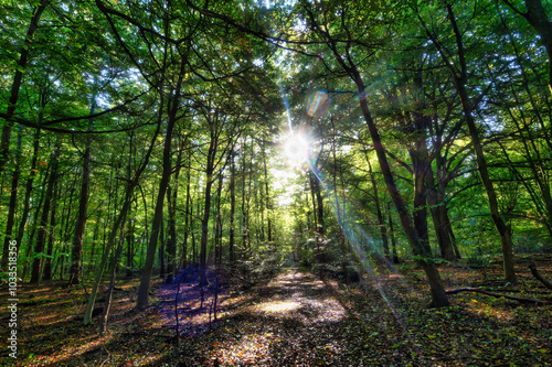 Wald, Baum, Forest, Sonne, Herbst Shinrin Yoku, Tree, Herbst, Autumn, Waldbaden, green, landschaft, holz, herbst, blatt, pfad, gehen, laub, natur, way, baum