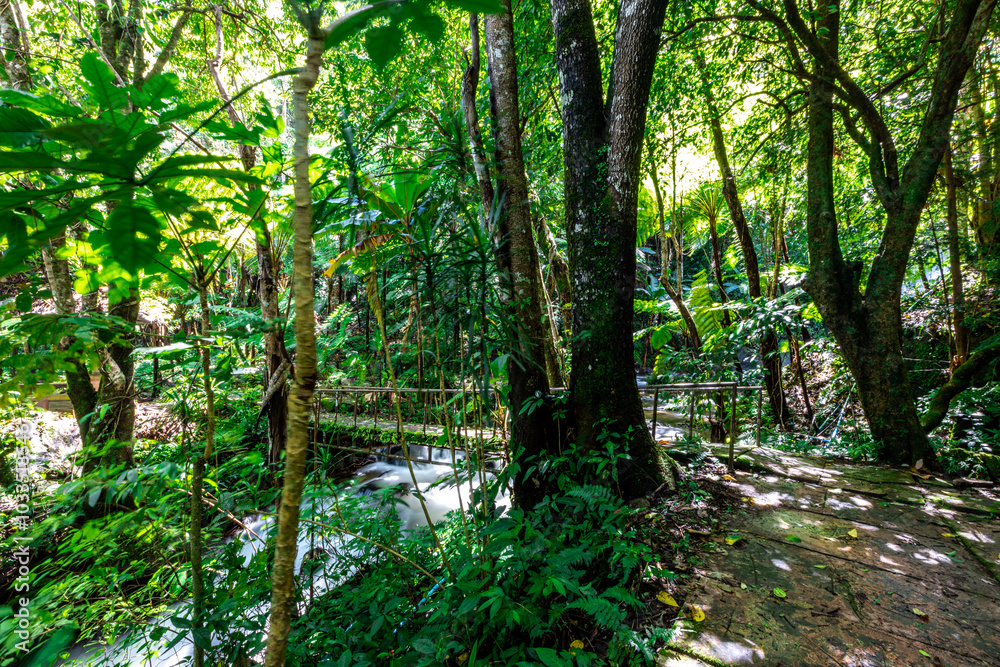 The natural background of the road surrounded by nature, big trees, waterfalls from high mountains and clear sky throughout the adventure journey. The natural background of the road surrounded by nature, big trees, waterfalls from high mountains and clear sky throughout the adventure journey.