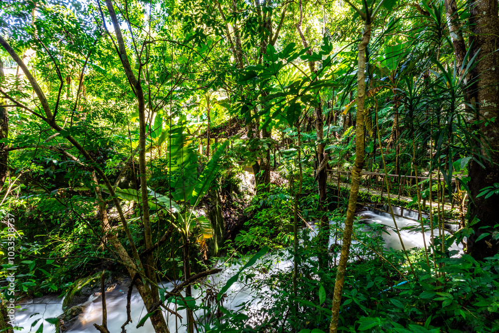 Obraz premium The natural background of the road surrounded by nature, big trees, waterfalls from high mountains and clear sky throughout the adventure journey.