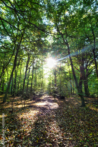 Wald, Baum, Forest, Sonne , Herbst Shinrin Yoku, Tree, Herbst, Autumn , Waldbaden
