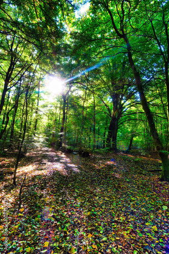 Wald, Baum, Forest, Sonne, Herbst Shinrin Yoku, Tree, Herbst, Autumn, Waldbaden, green, landschaft, holz, herbst, blatt, pfad, gehen, laub, natur, way, baum, sonnenlicht, dschungel,