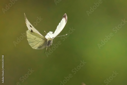 Canvas Print White butterfly in flight