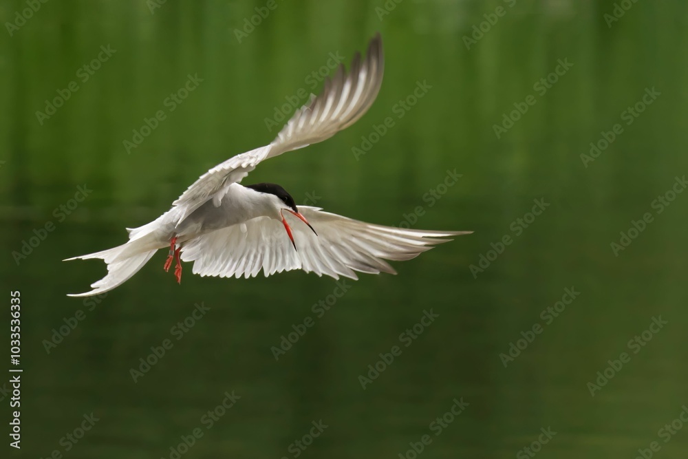 White bird in flight with green background White bird in flight with green background