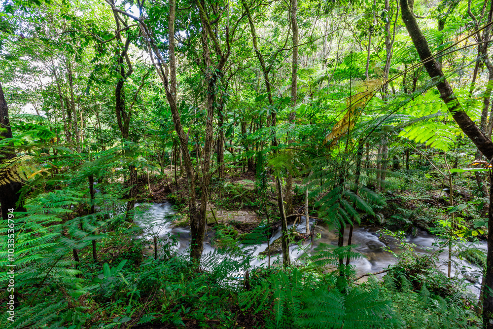 The natural background of the road surrounded by nature, big trees, waterfalls from high mountains and clear sky throughout the adventure journey. The natural background of the road surrounded by nature, big trees, waterfalls from high mountains and clear sky throughout the adventure journey.