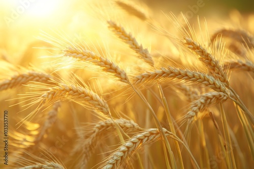 Golden Wheat Field at Sunset