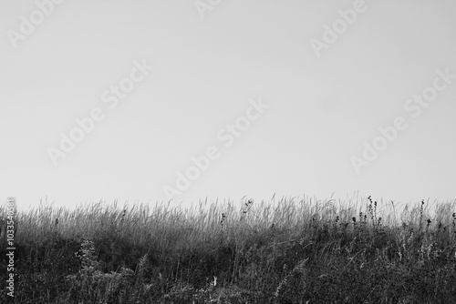 wheat in the wind in black and white