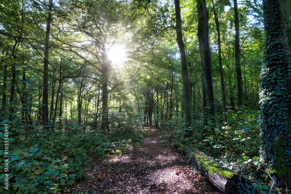 Fototapeta premium Wald, Baum, Forest, Sonne, Herbst Shinrin Yoku, Tree, Herbst, Autumn, Waldbaden, green, landschaft, holz, herbst, blatt, pfad, gehen, laub, natur, way, baum, sonnenlicht, dschungel,