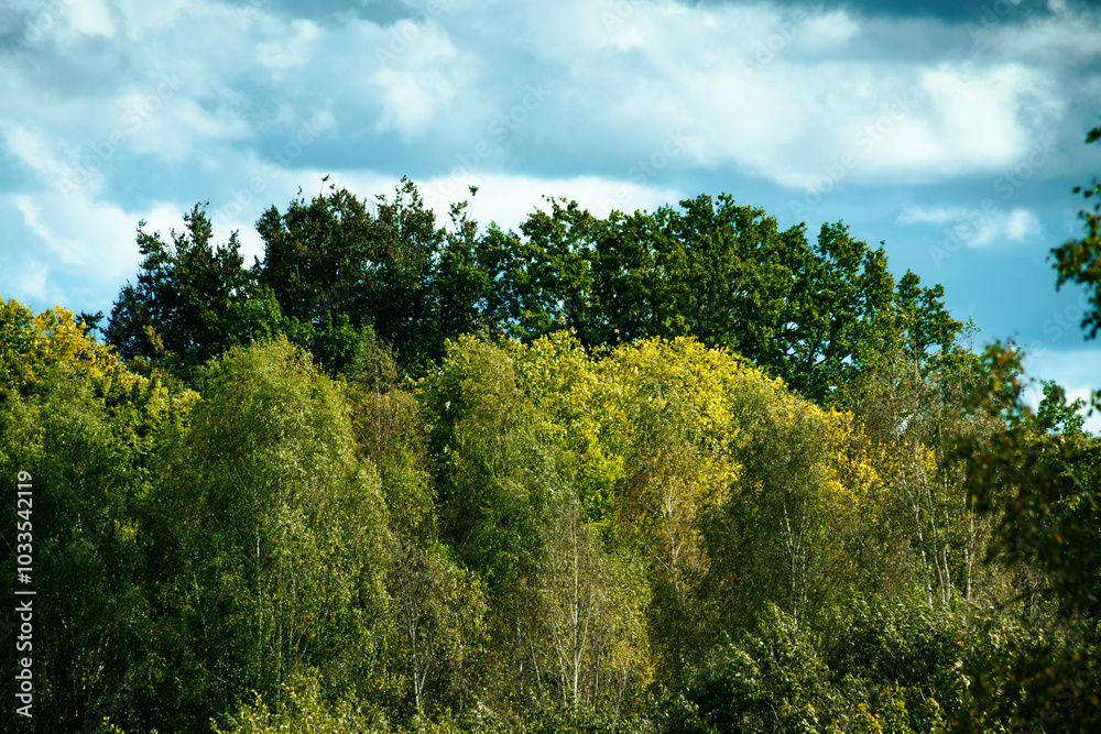 A view of lush green trees with leafy branches reaching up against a bright, partly cloudy sky. Natural light highlights the vibrant greenery, creating a fresh and peaceful atmosphere. A view of lush green trees with leafy branches reaching up against a bright, partly cloudy sky. Natural light highlights the vibrant greenery, creating a fresh and peaceful atmosphere.