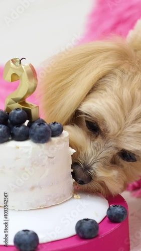 The dog is eating a cake. Dog day, Dog's birthday. Golden maltypu. A family holiday. Pet day. Healthy natural food for a puppy. A meat delicacy made from natural products. photo