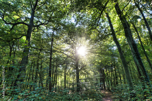 Wald, Baum, Forest, Sonne, Herbst Shinrin Yoku, Tree, Herbst, Autumn, Waldbaden, green, landschaft, holz, herbst, blatt, pfad, gehen, laub, natur, way, baum, sonnenlicht, dschungel,