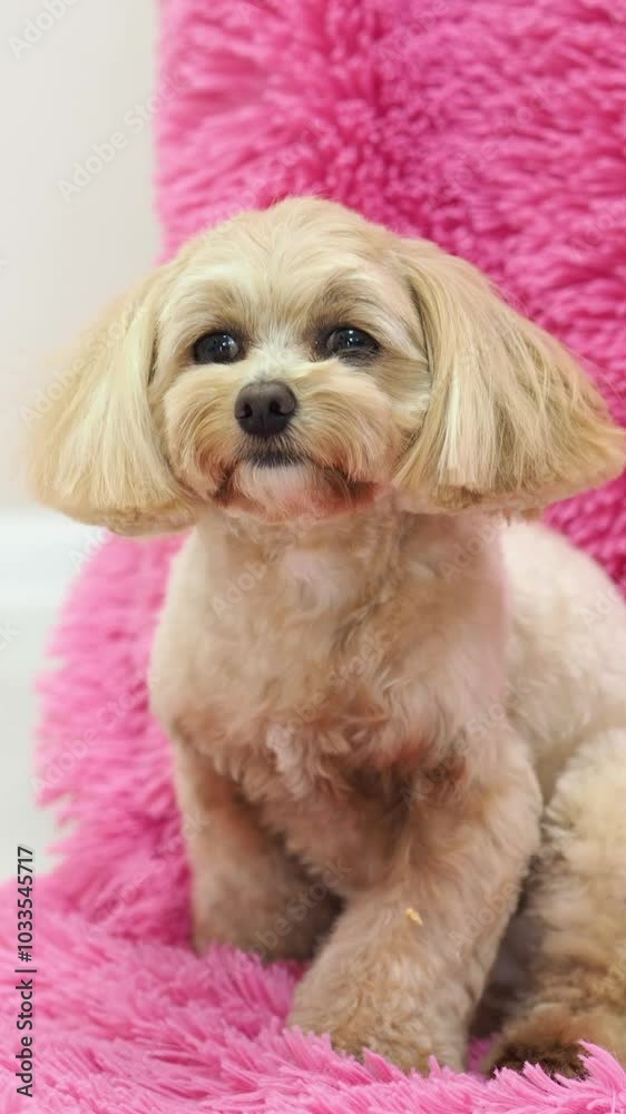 A dog on a pink background. Golden maltypu. Pet day. A trending dog. A pocket purebred puppy. A faithful companion and devoted friend. Grooming for a pet.