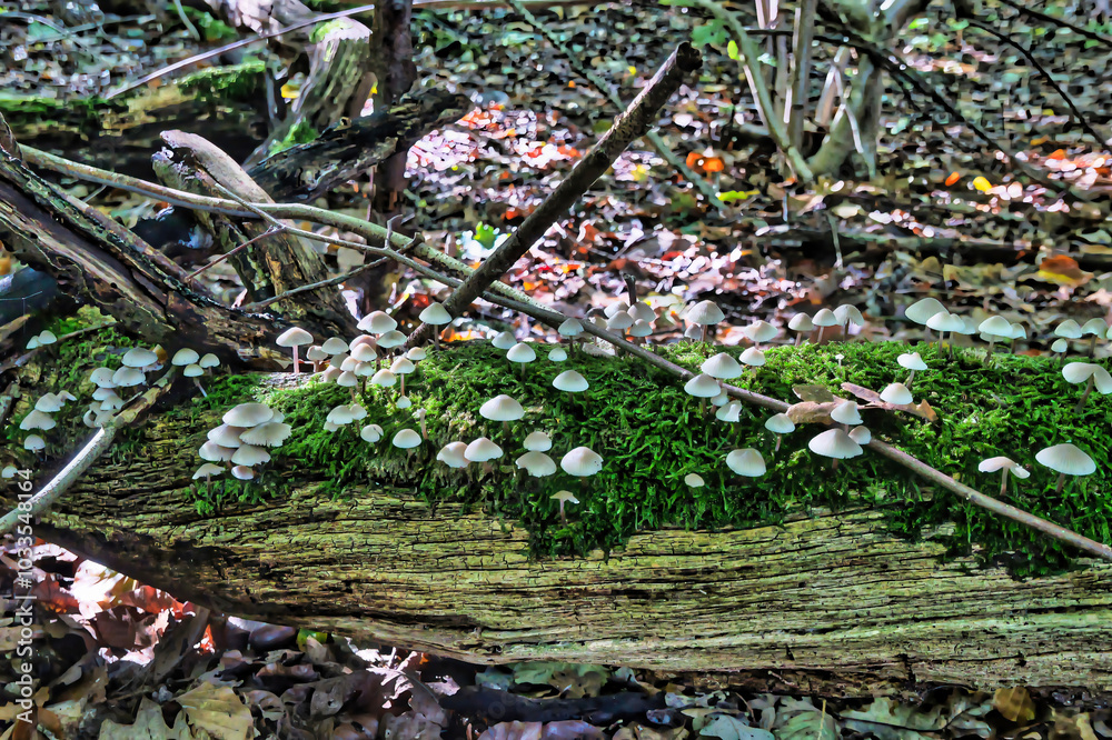 Wald, Baum, Forest, Sonne, Herbst Shinrin Yoku, Tree, Herbst, Autumn, Waldbaden, green, landschaft, holz, herbst, blatt, pfad, gehen, laub, natur, way, baum, sonnenlicht, dschungel, Wald, Baum, Forest, Sonne, Herbst Shinrin Yoku, Tree, Herbst, Autumn, Waldbaden, green, landschaft, holz, herbst, blatt, pfad, gehen, laub, natur, way, baum, sonnenlicht, dschungel,