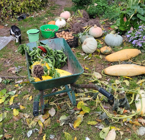 Top view of harvested crop in vegetable garden on a nice autumn day