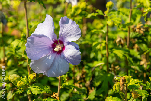 A single, pale lavender hibiscus flower blooms in a garden on a sunny day