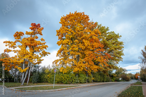 A colorful autumn tree with bright orange and yellow leaves contrasts with a cloudy sky. Another tree with paler leaves is visible in the background, adding depth. photo