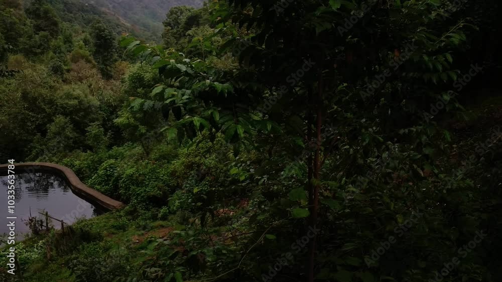 Lush green forest scenery with dense trees and a small tranquil pond in a tropical setting Lush green forest scenery with dense trees and a small tranquil pond in a tropical setting