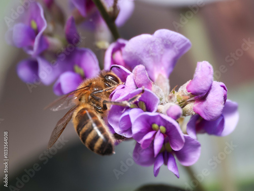 honey bee on purple hardenbergia flower