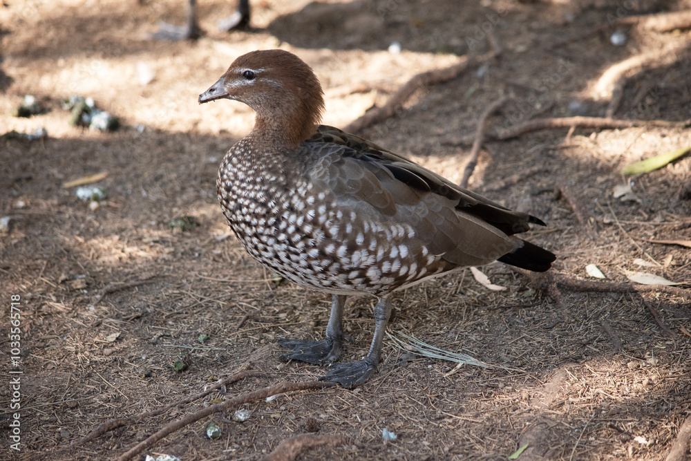 The females have a paler head with two white stripes, above and below the eye, a speckled breast and flanks, with a white lower belly and undertail The females have a paler head with two white stripes, above and below the eye, a speckled breast and flanks, with a white lower belly and undertail