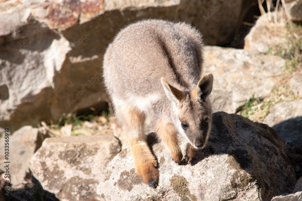 A young yellow footed rock wallaby A young yellow footed rock wallaby