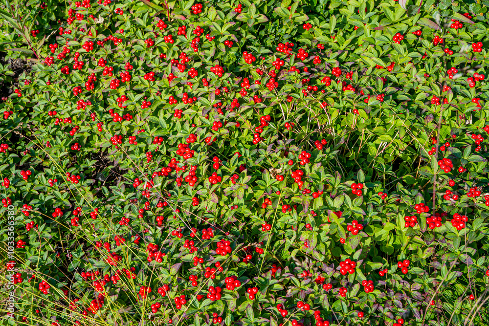photo of red berries and green leaves and grass, photo completely covered with uniform image of berries growing in wild nature, background with berries photo of red berries and green leaves and grass, photo completely covered with uniform image of berries growing in wild nature, background with berries