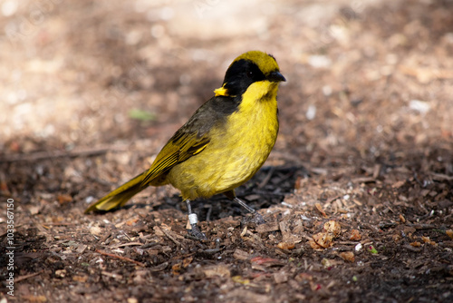 the yellow tufted honeyeater has a bright yellow forehead, crown and throat, a glossy black mask and bright golden ear-tufts. photo