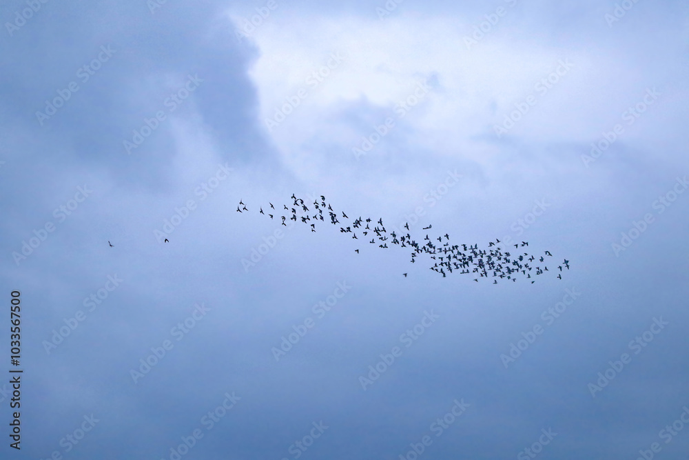 Stock Pigeon