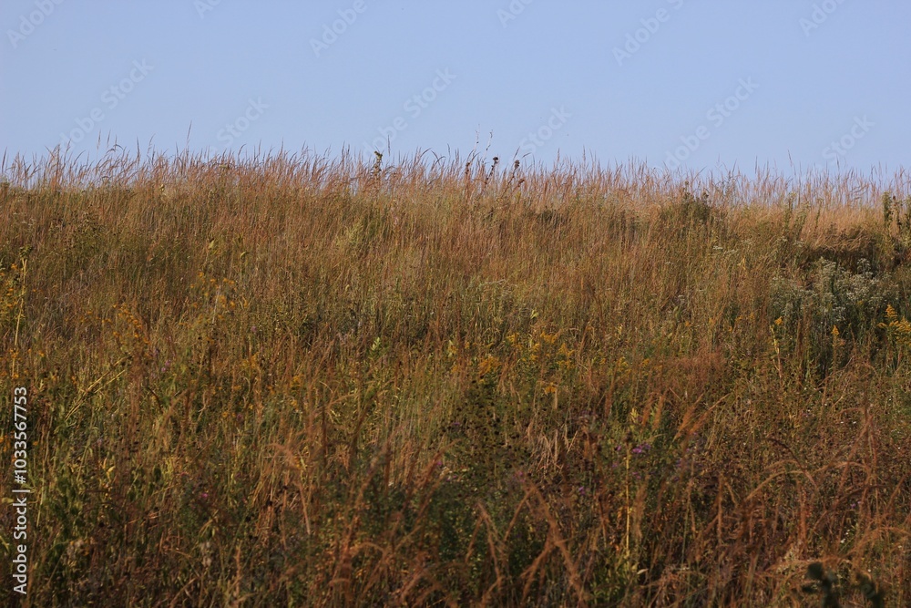 grass in the wind grass in the wind