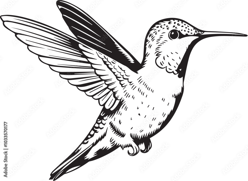 Obraz premium Hummingbird bird on white background.Elements for design.