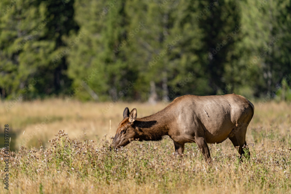 Obraz premium The elk (Cervus canadensis), or wapiti, is the second largest species within the deer family, Cervidae, Madison River West Entrance Road, Yellowstone National Park, Wyoming
