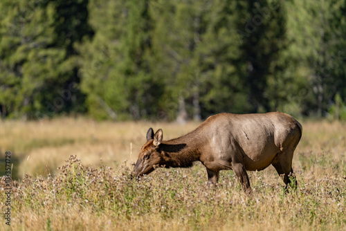 The elk (Cervus canadensis), or wapiti, is the second largest species within the deer family, Cervidae, Madison River West Entrance Road, Yellowstone National Park, Wyoming