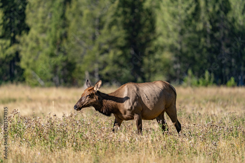 The elk (Cervus canadensis), or wapiti, is the second largest species within the deer family, Cervidae, Madison River West Entrance Road, Yellowstone National Park, Wyoming photo