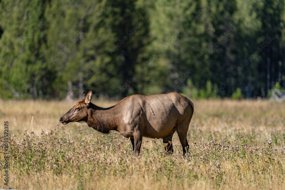 The elk (Cervus canadensis), or wapiti, is the second largest species within the deer family, Cervidae, Madison River West Entrance Road, Yellowstone National Park, Wyoming The elk (Cervus canadensis), or wapiti, is the second largest species within the deer family, Cervidae, Madison River West Entrance Road, Yellowstone National Park, Wyoming