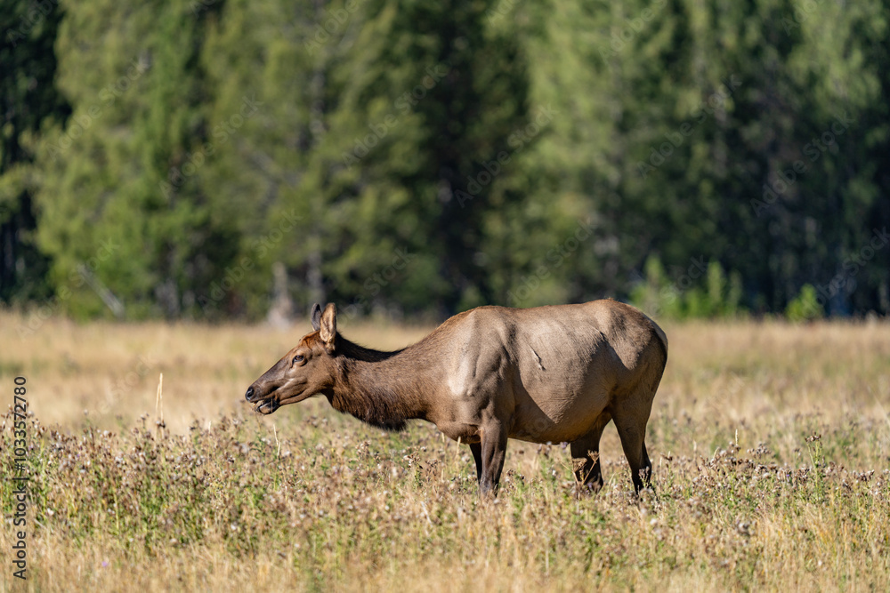 The elk (Cervus canadensis), or wapiti, is the second largest species within the deer family, Cervidae, Madison River West Entrance Road, Yellowstone National Park, Wyoming The elk (Cervus canadensis), or wapiti, is the second largest species within the deer family, Cervidae, Madison River West Entrance Road, Yellowstone National Park, Wyoming