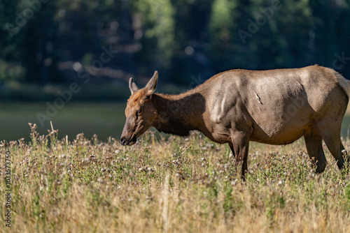 The elk (Cervus canadensis), or wapiti, is the second largest species within the deer family, Cervidae, Madison River West Entrance Road, Yellowstone National Park, Wyoming photo