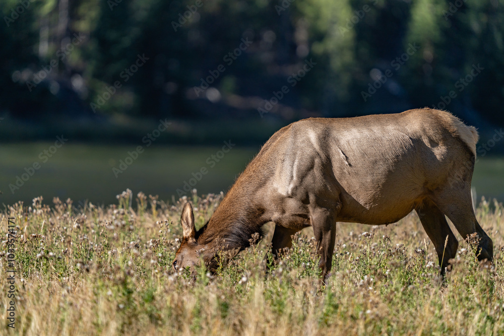 Fototapeta premium The elk (Cervus canadensis), or wapiti, is the second largest species within the deer family, Cervidae, Madison River West Entrance Road, Yellowstone National Park, Wyoming