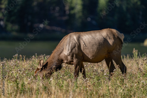 The elk (Cervus canadensis), or wapiti, is the second largest species within the deer family, Cervidae, Madison River West Entrance Road, Yellowstone National Park, Wyoming