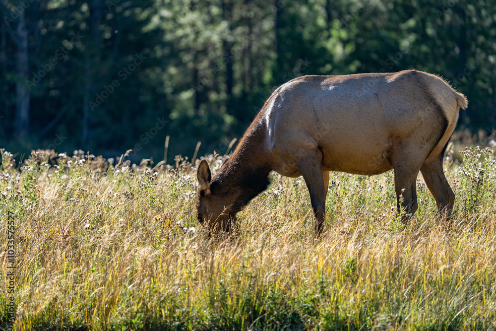 The elk (Cervus canadensis), or wapiti, is the second largest species within the deer family, Cervidae, Madison River West Entrance Road, Yellowstone National Park, Wyoming The elk (Cervus canadensis), or wapiti, is the second largest species within the deer family, Cervidae, Madison River West Entrance Road, Yellowstone National Park, Wyoming