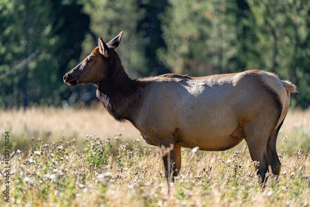 The elk (Cervus canadensis), or wapiti, is the second largest species within the deer family, Cervidae, Madison River West Entrance Road, Yellowstone National Park, Wyoming The elk (Cervus canadensis), or wapiti, is the second largest species within the deer family, Cervidae, Madison River West Entrance Road, Yellowstone National Park, Wyoming