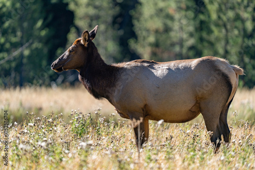 The elk (Cervus canadensis), or wapiti, is the second largest species within the deer family, Cervidae, Madison River West Entrance Road, Yellowstone National Park, Wyoming photo