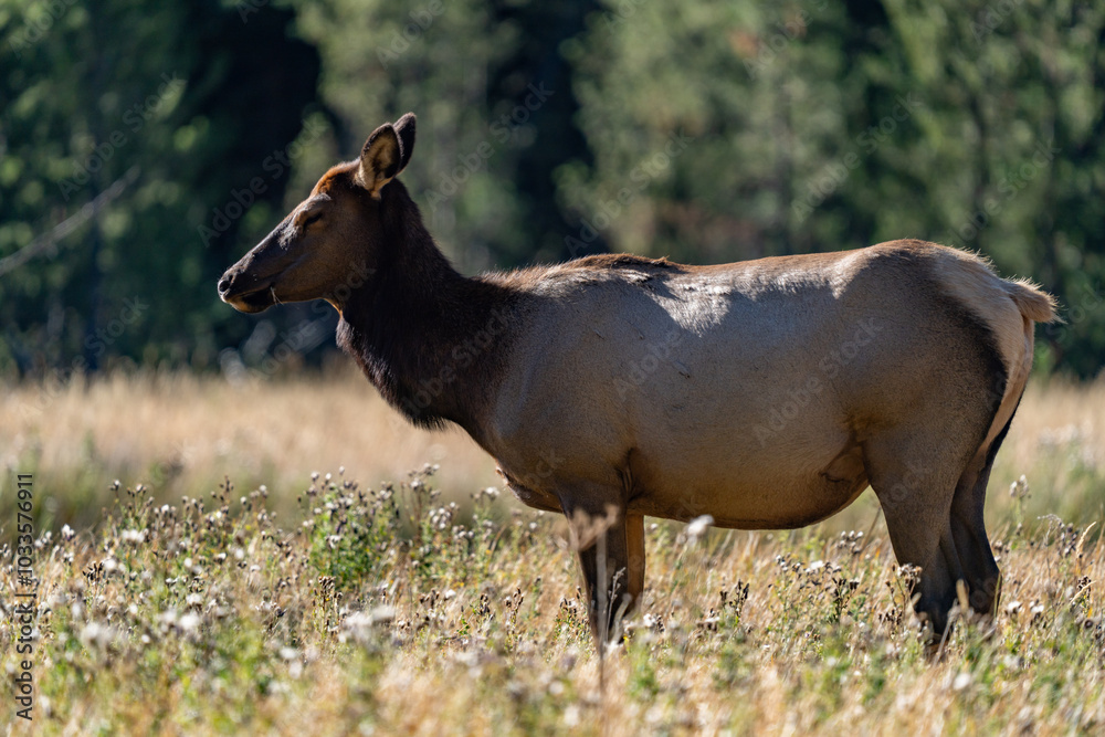 Fototapeta premium The elk (Cervus canadensis), or wapiti, is the second largest species within the deer family, Cervidae, Madison River West Entrance Road, Yellowstone National Park, Wyoming