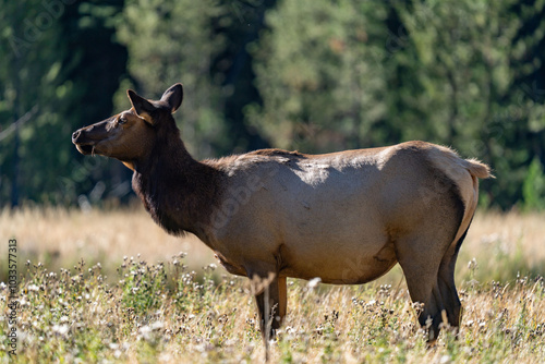 The elk (Cervus canadensis), or wapiti, is the second largest species within the deer family, Cervidae, Madison River West Entrance Road, Yellowstone National Park, Wyoming photo