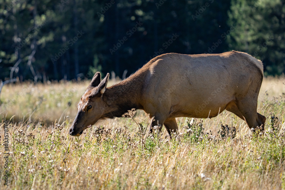 The elk (Cervus canadensis), or wapiti, is the second largest species within the deer family, Cervidae, Madison River West Entrance Road, Yellowstone National Park, Wyoming The elk (Cervus canadensis), or wapiti, is the second largest species within the deer family, Cervidae, Madison River West Entrance Road, Yellowstone National Park, Wyoming