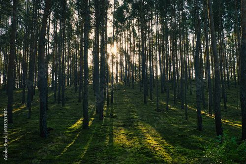 Wald - Sonnenstrahlen - Beautiful - Rays - Sunlight - Forest - Green - Silent - Summer - Morning - Landscape - Scenic - Woodland - Nature - Concept - Ecology - Environment - Autumn