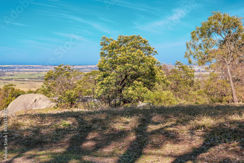 flowering wattle in australian bushland on you yangs national park with view over fields photo