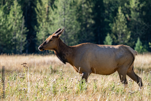 The elk (Cervus canadensis), or wapiti, is the second largest species within the deer family, Cervidae, Madison River West Entrance Road, Yellowstone National Park, Wyoming photo