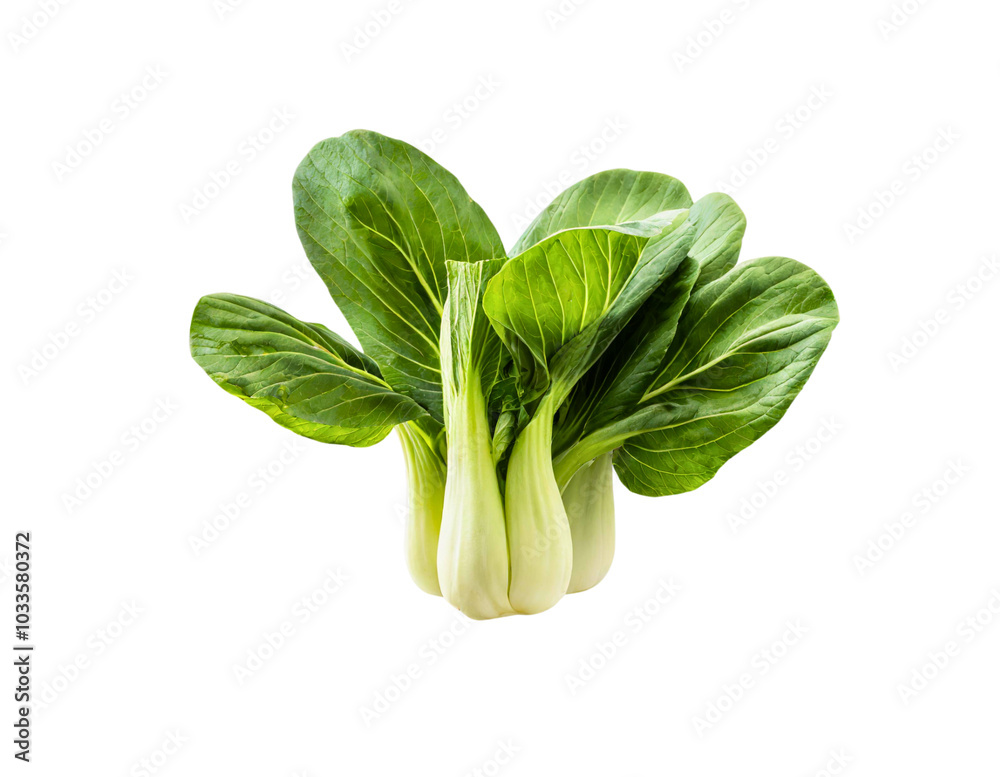 Isolated Fresh Bok Choy on Transparent Background
Isolated Fresh Bok Choy on Transparent Background